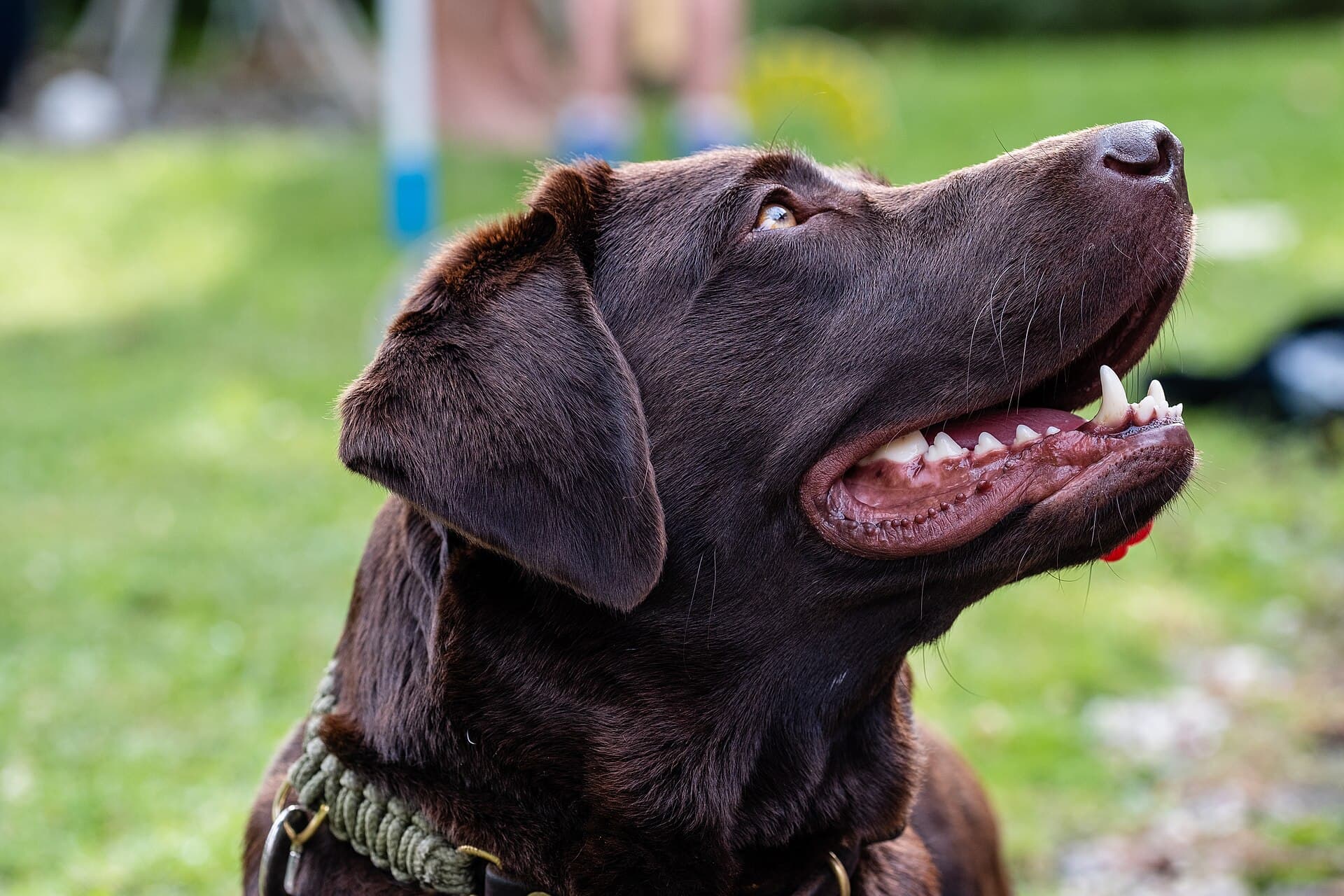 Canine patient