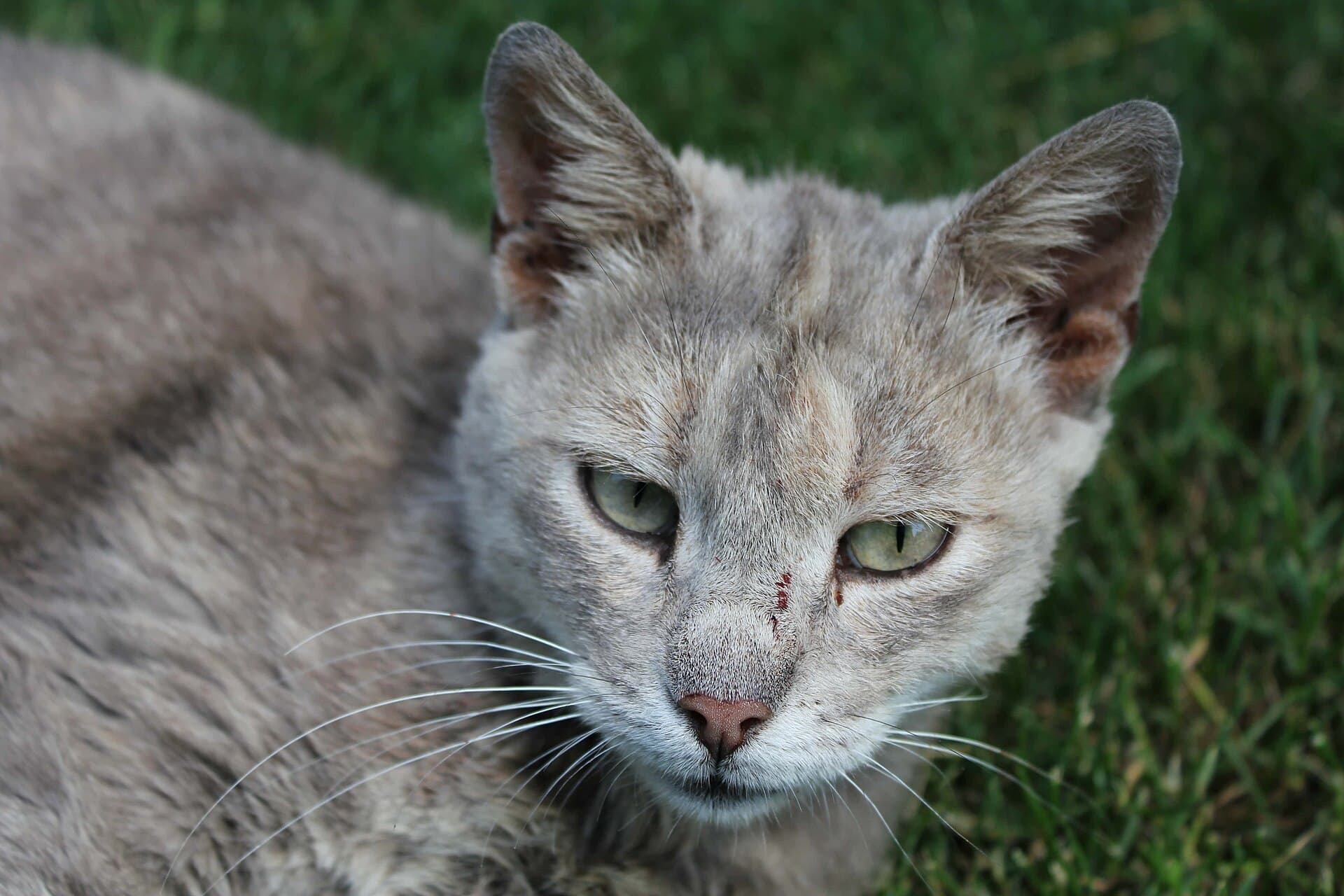 Feline patient